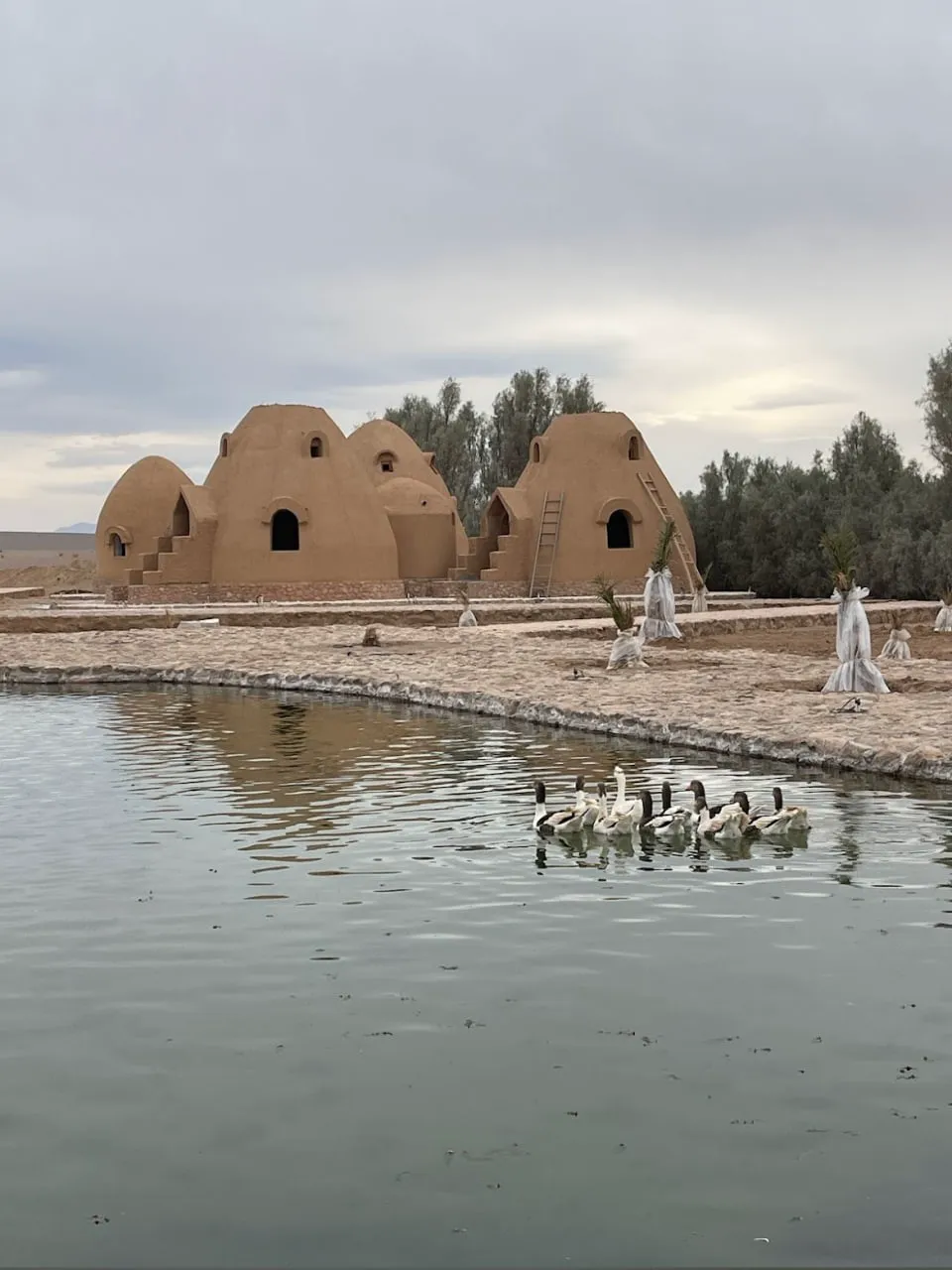 اردکها در حوض کنار اتاقهای خشتی مشجری انارک