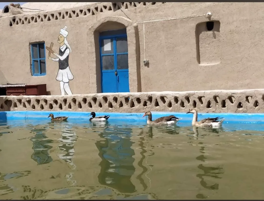 اردکها در حوض اقامتگاه رستم زادگان سیستان
