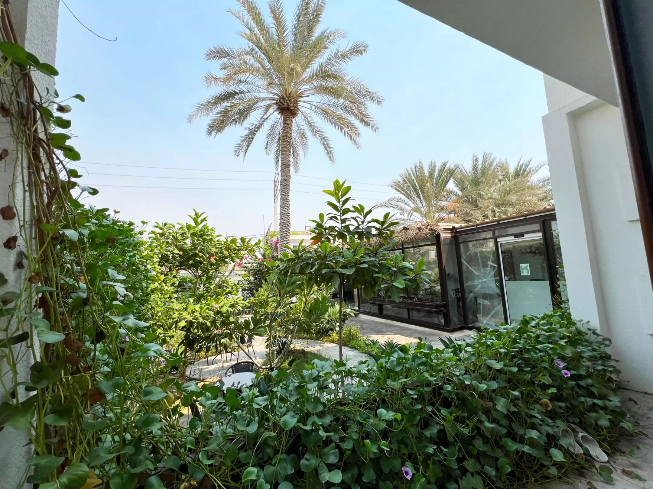 باغ سرسبز هتل کوت با درختان نخل