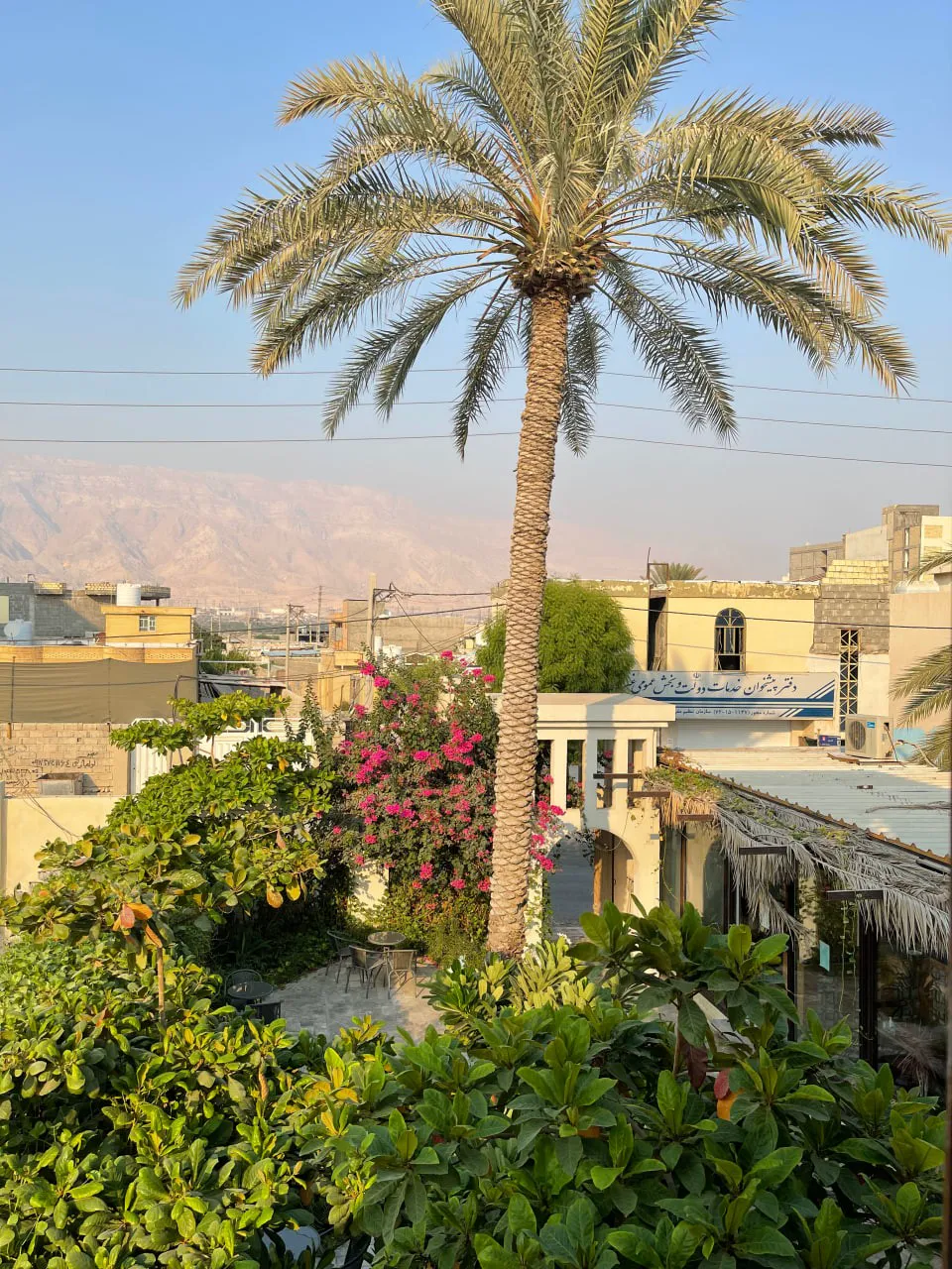 باغ سرسبز هتل کوت با درخت نخل