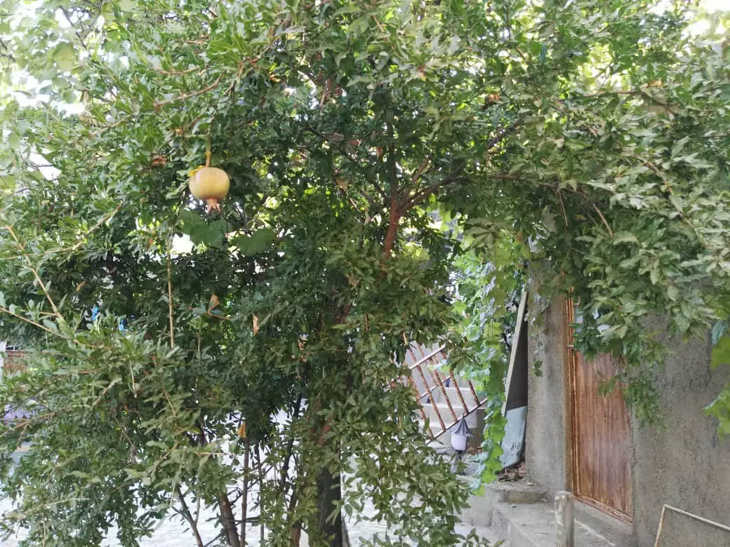 درخت انار با میوه در محوطه هتل سنار