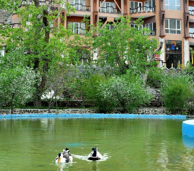 دو اردک در آبگیر کنار هتل بزرگ کوهستان