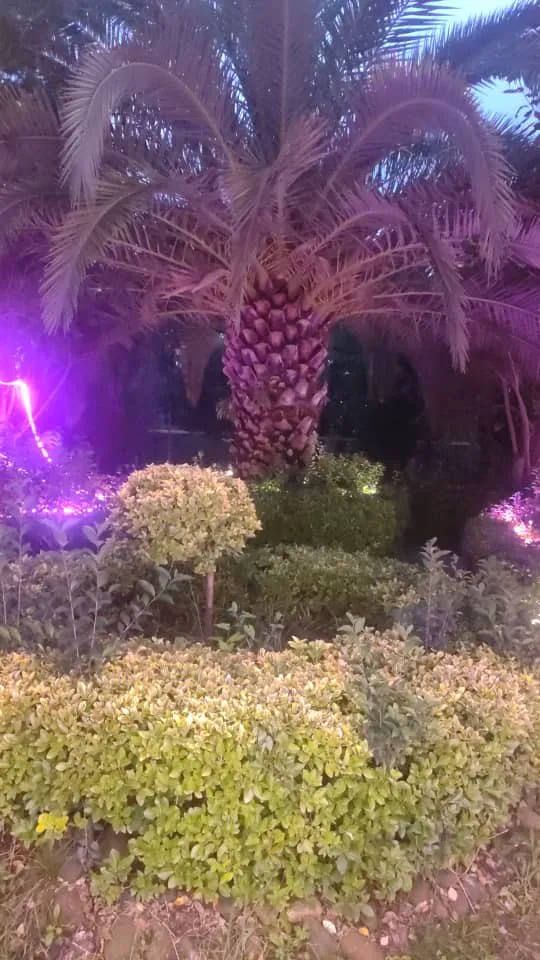 نخل و باغچههای روشنشده در محوطه هتل شایان