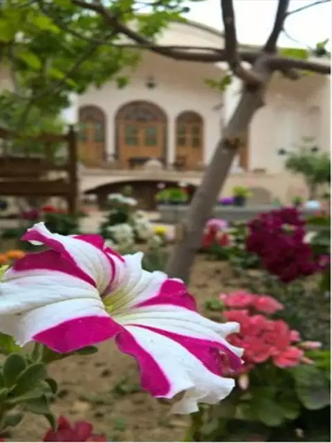 گل اطلسی سفید و صورتی در باغ خانه مرشدی