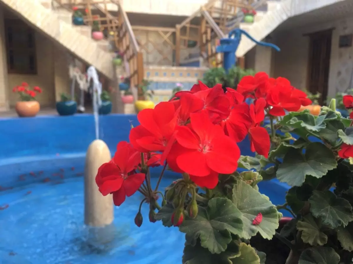 گل‌های شمعدانی قرمز کنار حوض هتل ددمان