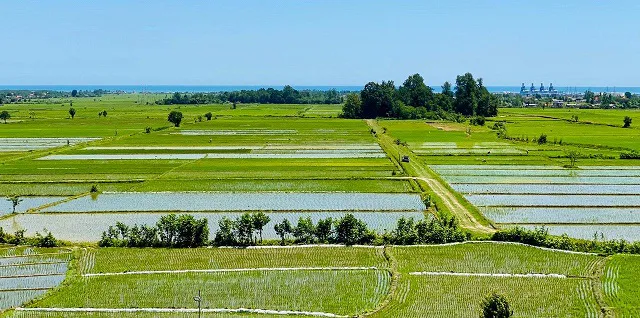 نمای هوایی شالیزارهای سرسبز پردیس سکوتی