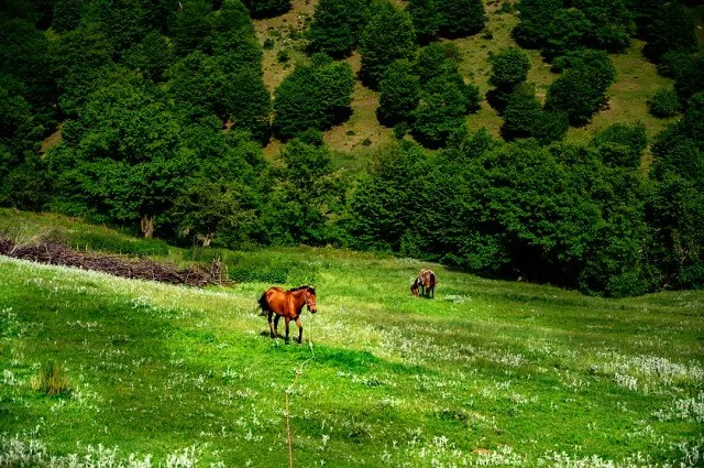 اسب‌ها در چمنزار سرسبز وامنان